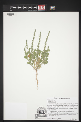 Verbena plicata image