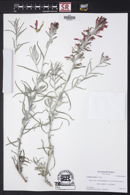 Castilleja lanata image