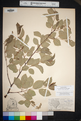 Prunus serotina var. virens image