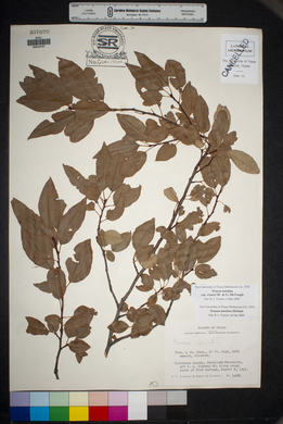 Prunus serotina var. virens image