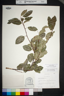 Prunus serotina var. virens image