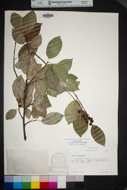 Prunus serotina var. virens image