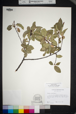 Prunus serotina var. virens image