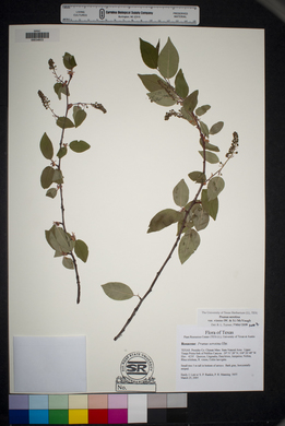 Prunus serotina var. virens image