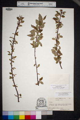 Prunus serotina var. virens image