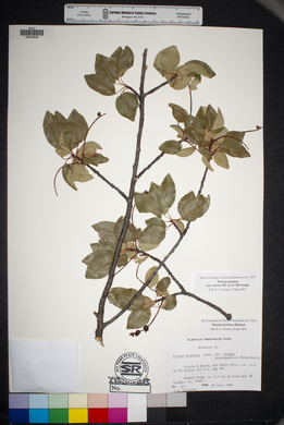 Prunus serotina var. virens image