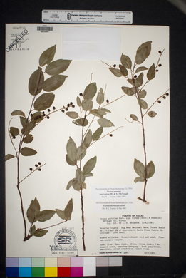 Prunus serotina var. virens image