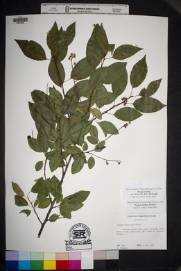 Prunus serotina var. virens image