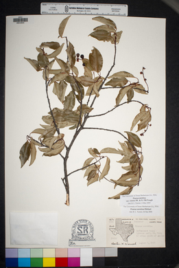 Prunus serotina var. virens image