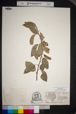 Prunus serotina var. virens image