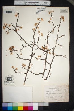 Prunus umbellata image