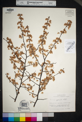 Prunus gracilis image