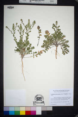 Lepidium lasiocarpum var. wrightii image