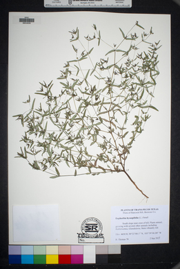 Chamaesyce hyssopifolia image