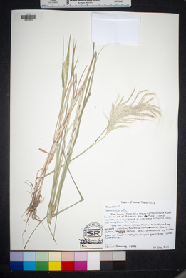 Bothriochloa alta image