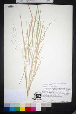 Panicum hallii image