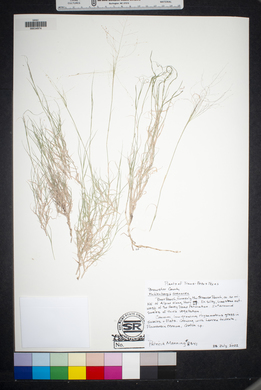 Muhlenbergia arenacea image