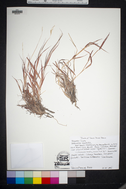 Bothriochloa laguroides image