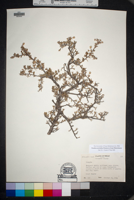 Purshia ericifolia image