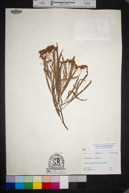 Vauquelinia angustifolia image