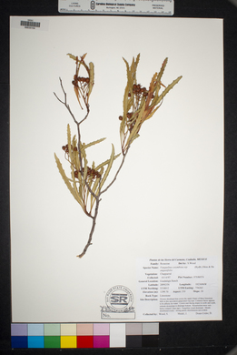 Vauquelinia corymbosa subsp. angustifolia image