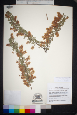 Acacia greggii var. greggii image