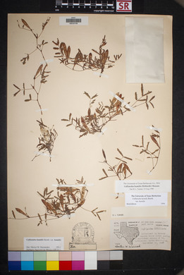 Calliandra humilis var. reticulata image