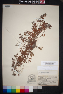Desmanthus obtusus image