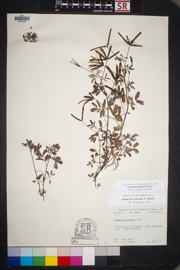Desmanthus obtusus image