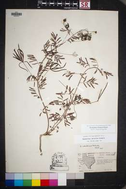 Desmanthus velutinus image