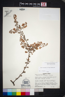 Mimosa aculeaticarpa image