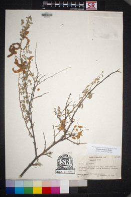 Mimosa emoryana image