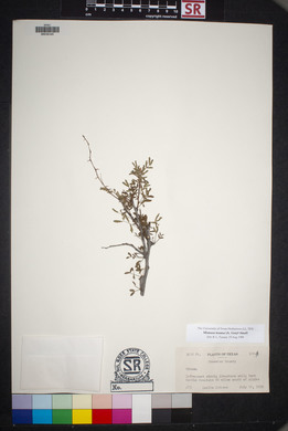 Mimosa texana image