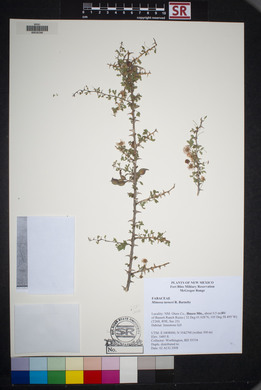 Mimosa turneri image