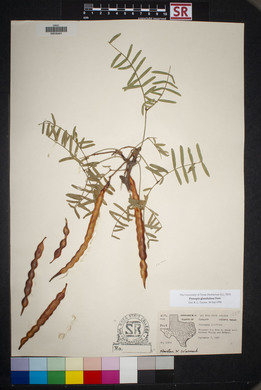 Prosopis glandulosa image