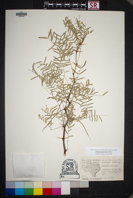 Prosopis glandulosa image