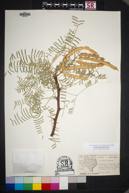 Prosopis glandulosa image