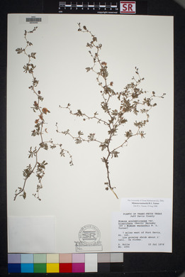 Mimosa aculeaticarpa var. biuncifera image