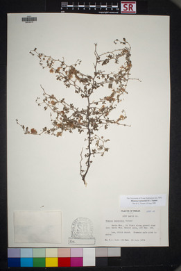 Mimosa aculeaticarpa image