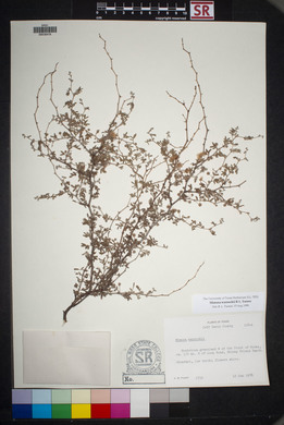 Mimosa aculeaticarpa var. biuncifera image