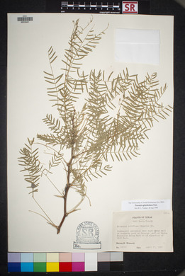 Prosopis glandulosa image