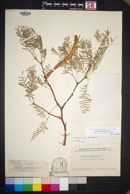 Prosopis glandulosa var. torreyana image