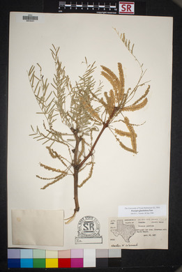 Prosopis glandulosa image