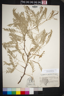 Prosopis glandulosa image