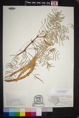 Prosopis glandulosa image