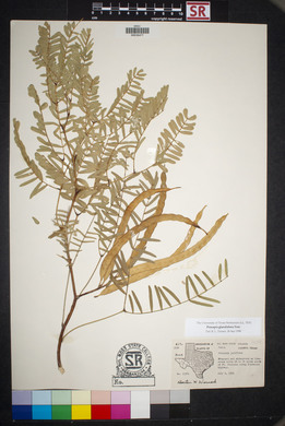 Prosopis glandulosa image