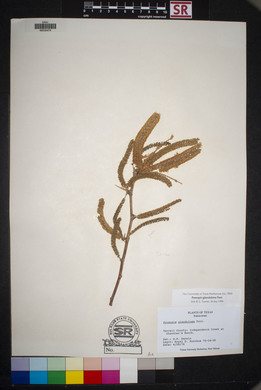 Prosopis glandulosa image