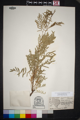 Prosopis glandulosa image