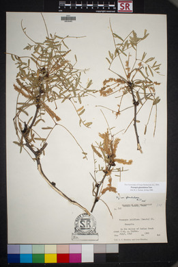 Prosopis glandulosa image