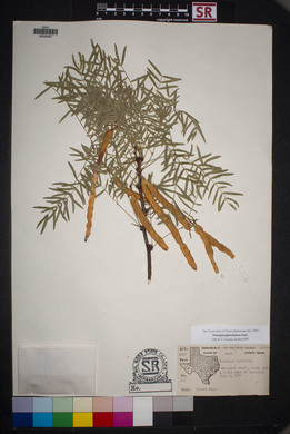 Prosopis glandulosa image